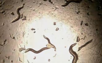 Adult C. elegans worms on a culture plate under the microscope