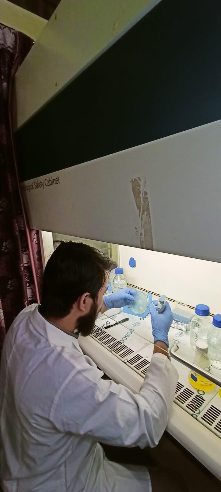 Handling culture plates inside the biosafety cabinet
